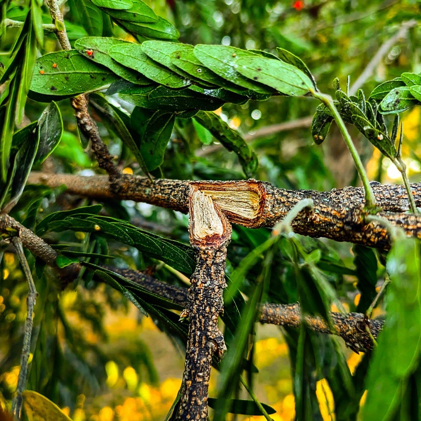 Digital Art Piece - Branch