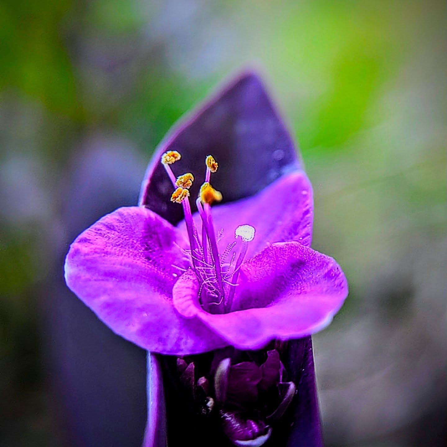 Digital Art Piece - Purple Flower